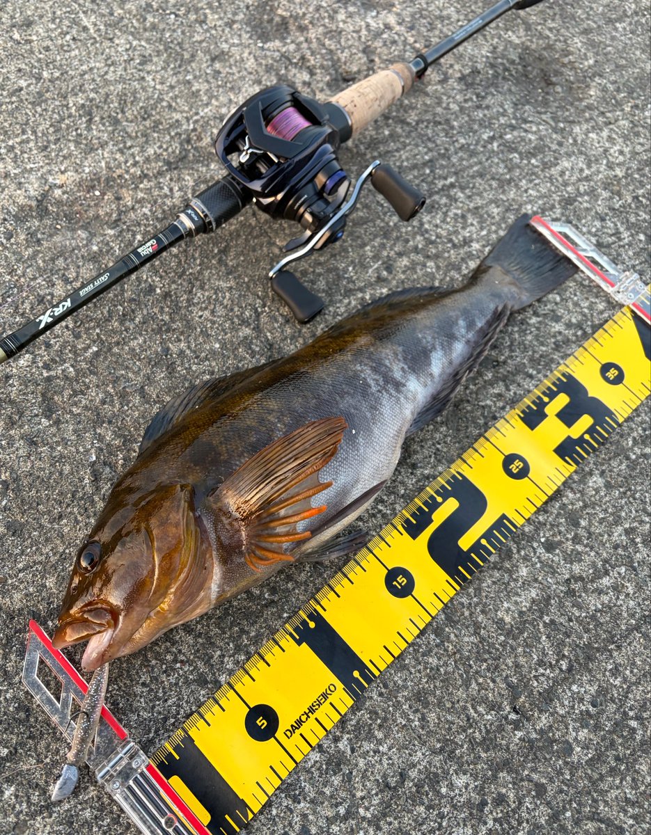 nepal1091's tweet photo. アイナメ40cm！！
北海道に来て釣りたかった魚、嬉しすぎる！！！😆 https://t.co/XdPlE8Krg5