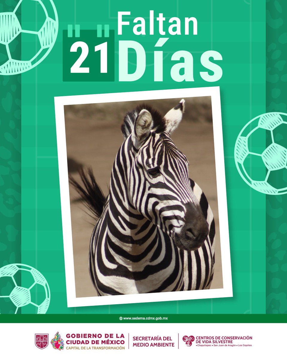 Centros de Conservación de Vida Silvestre CDMX tweet media