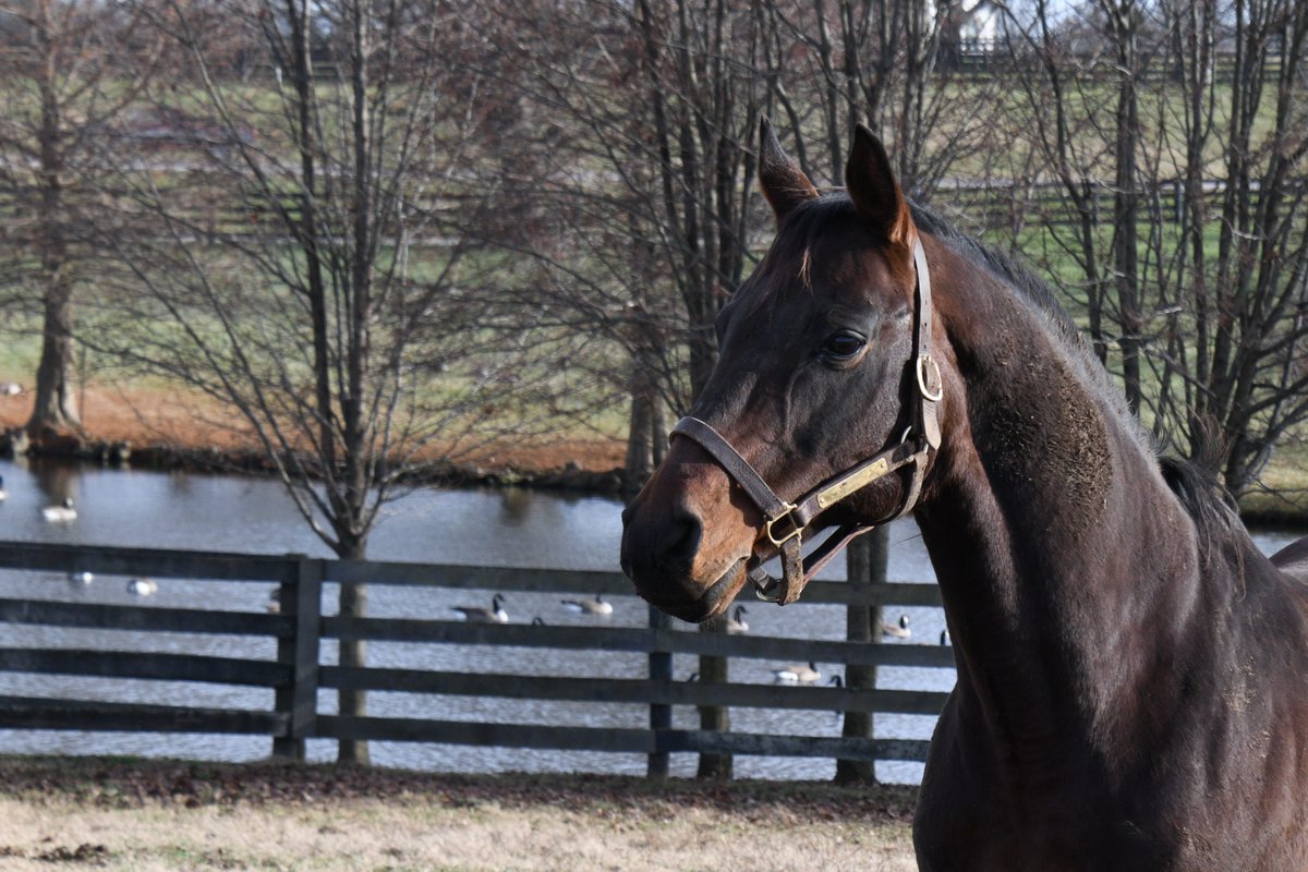 Oldfriendsfarm's tweet photo. Did you know that this week signals the end of the Triple Crown? The final leg, the G1 @belmontstakes, will be run on Saturday at Saratoga running 1 ¼ miles. Old Friends is currently the home of 2 Belmont winners – 2004 winner Birdstone and 2011 winner Ruler on Ice! https://t.co/2oHmV2hhK6