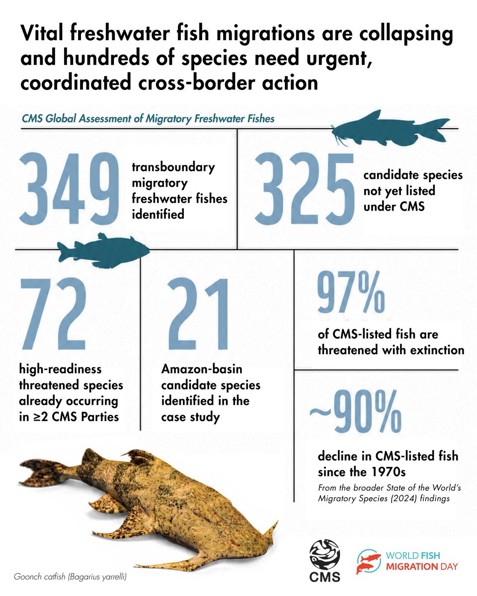Convention on Migratory Species (CMS) tweet media