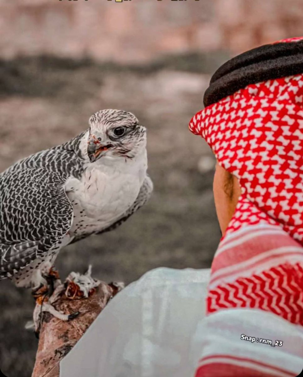 『شُامـخ』 tweet media