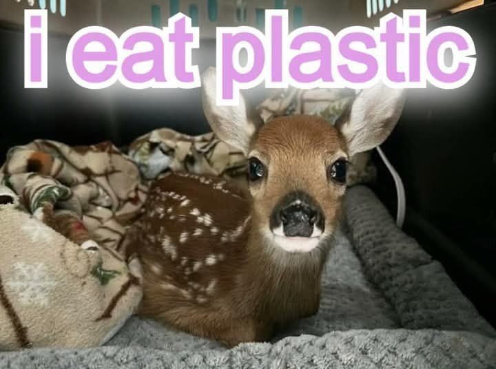 (CHECK PINNED) Deer in Places they Shouldn't Be tweet media