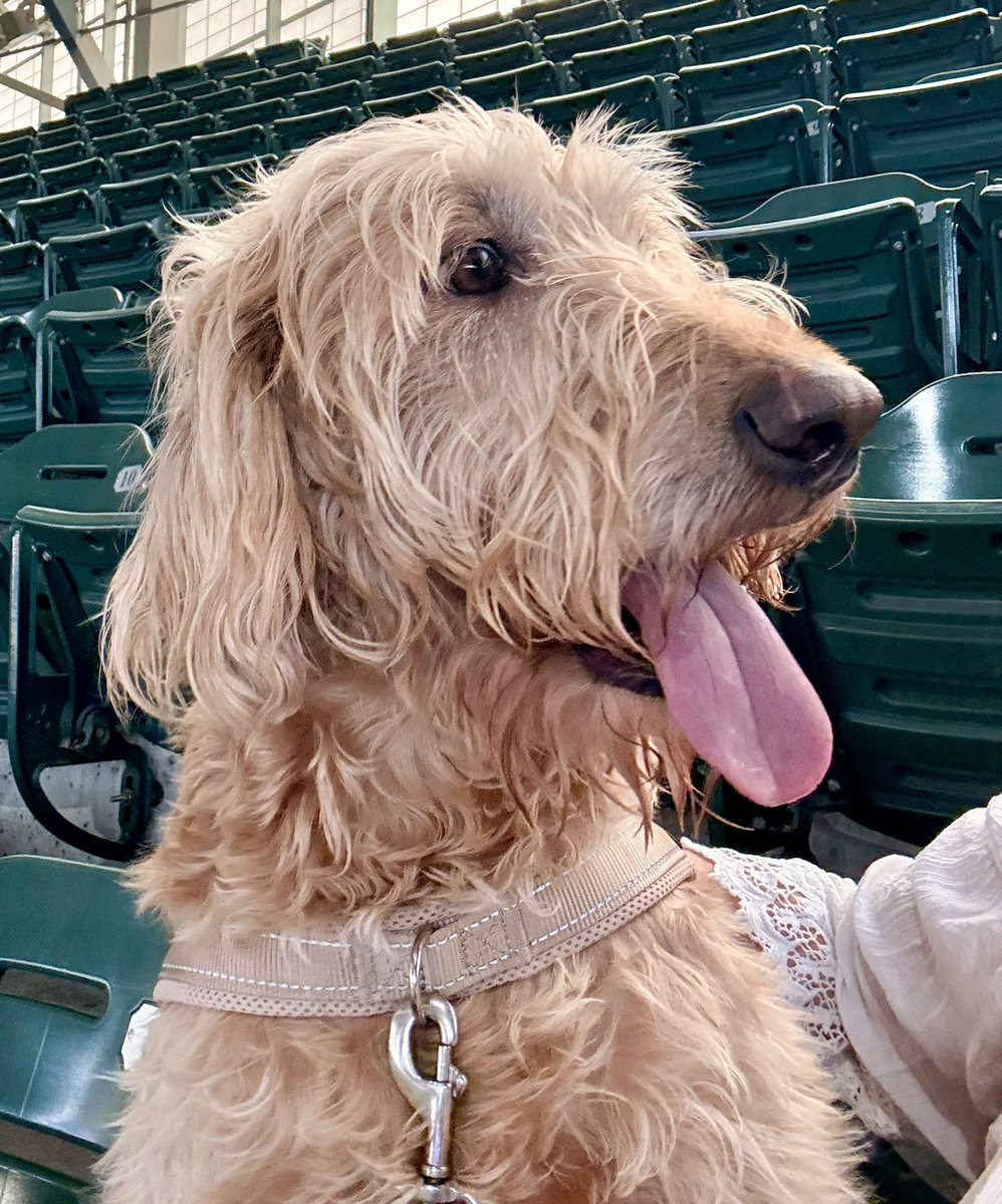 capernicis's tweet photo. Bark in the Park! My first time. I had a blast! #dogs #DogsOfTwitter #dogsofX #dogsofinstagram https://t.co/2qgQ3VGNp6