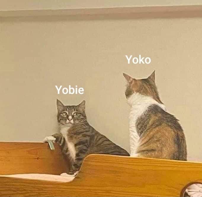 Love🫧🍳#YokoApasra, tweet media