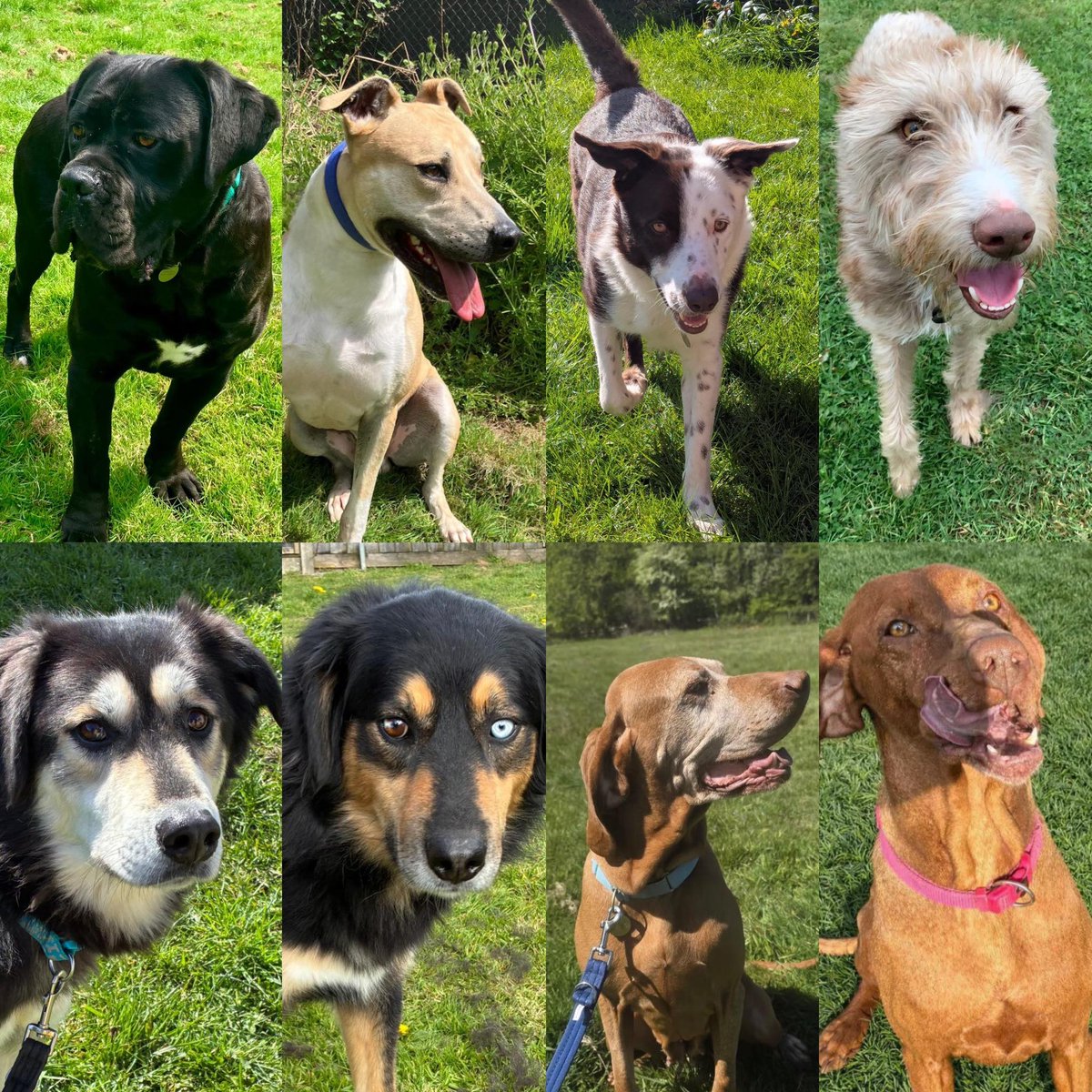 Animal Adoptions UK 🐕🦺🐈🐎❤️ tweet media