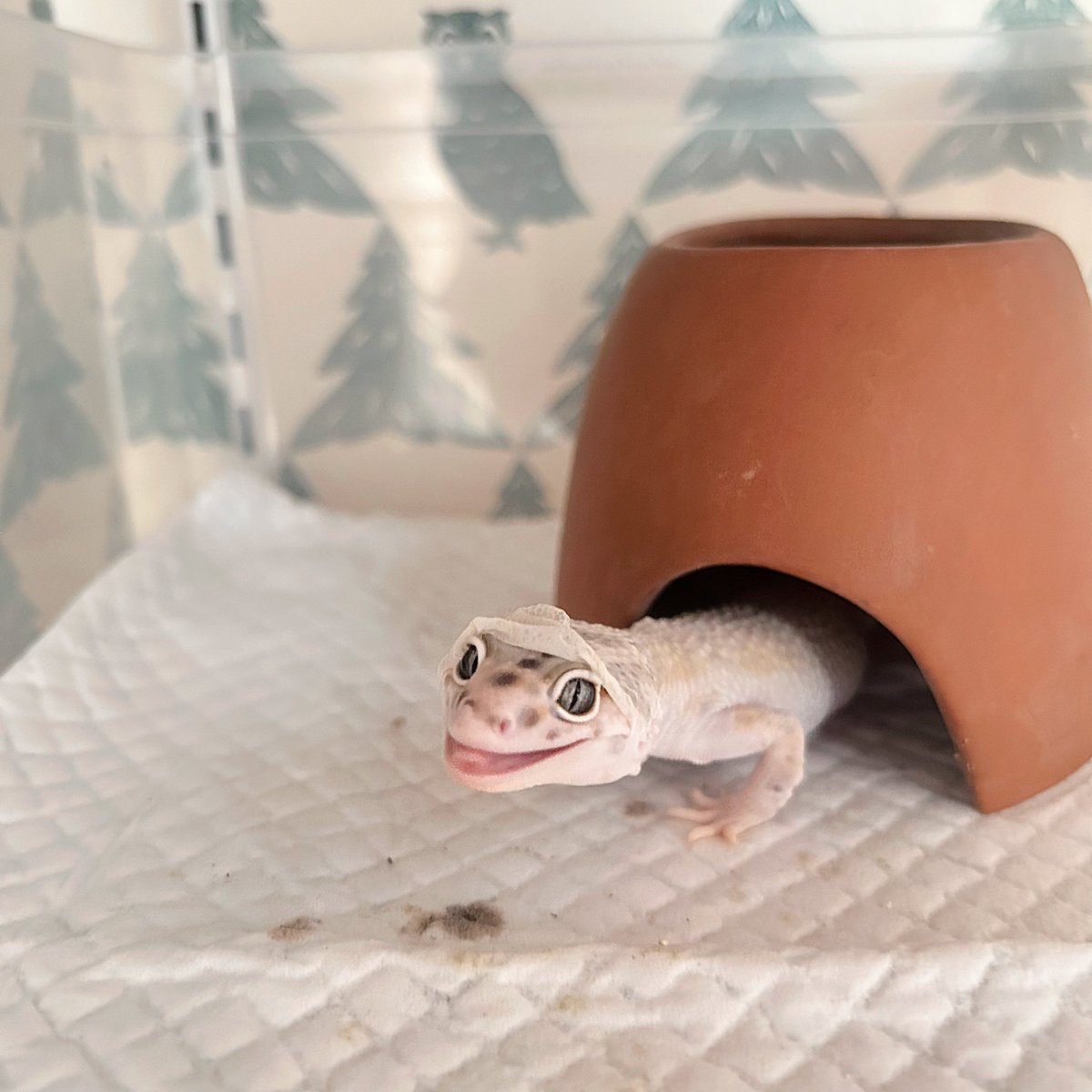 りこぴん🍅爬虫類たくさん飼ってる tweet media