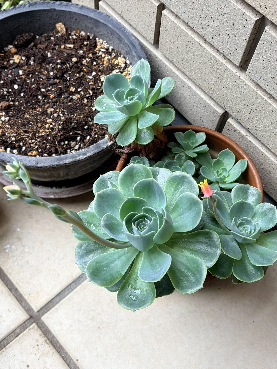 bachigusa's tweet photo. 雨上がり。多肉植物の花が咲いてました。
かわいい。さぁ、がんばろー。
良き週末になるといいですね。 https://t.co/gg2DHW0LmG