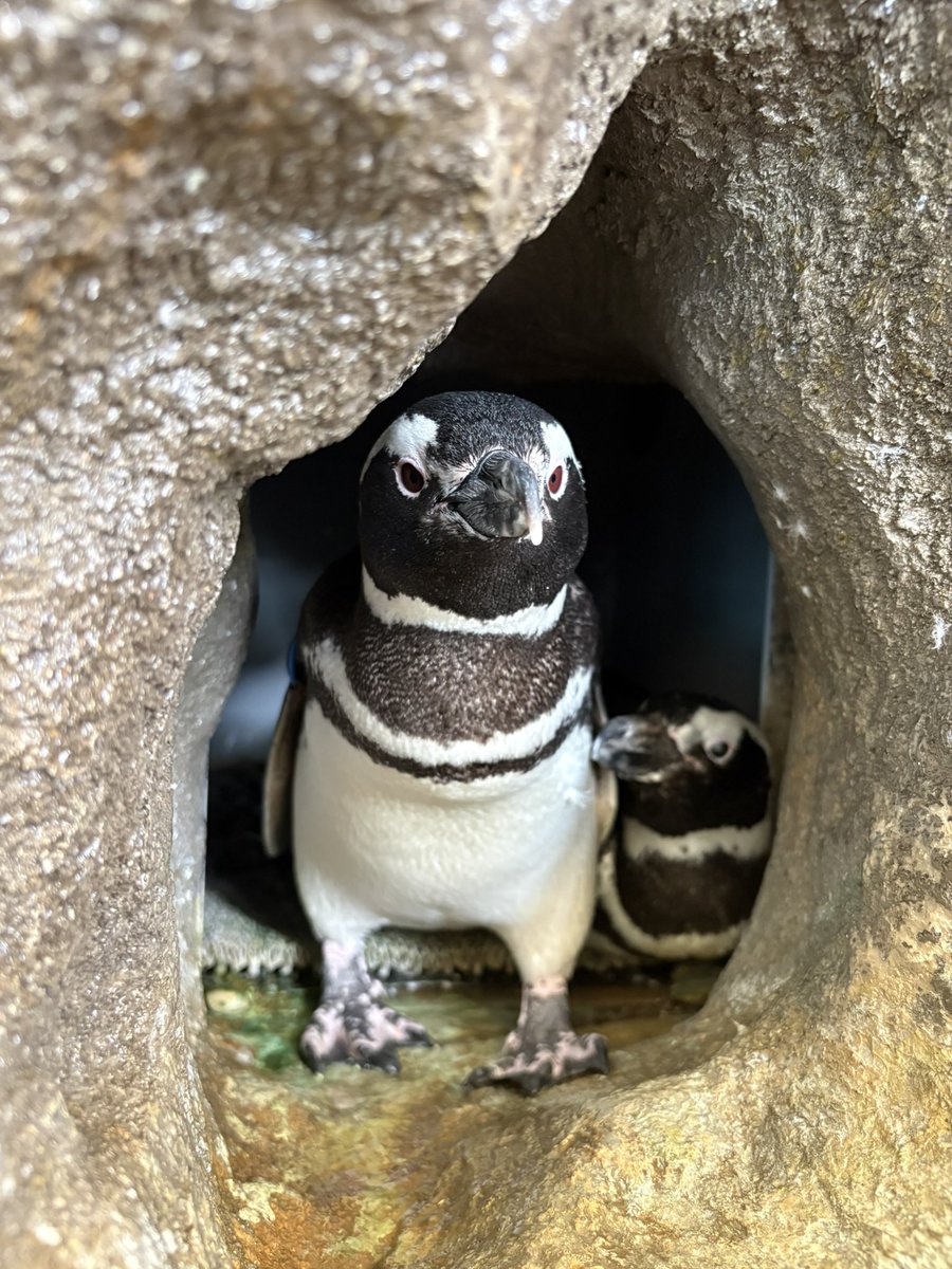 しなぺんHBD 5月23日は、2羽のマゼランペンギン🐧の誕生日🎂 🐧ライラ