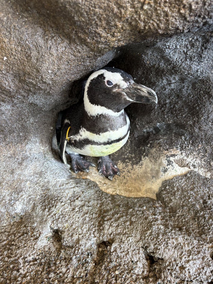 しなぺんHBD 5月23日は、2羽のマゼランペンギン🐧の誕生日🎂 🐧ライラ