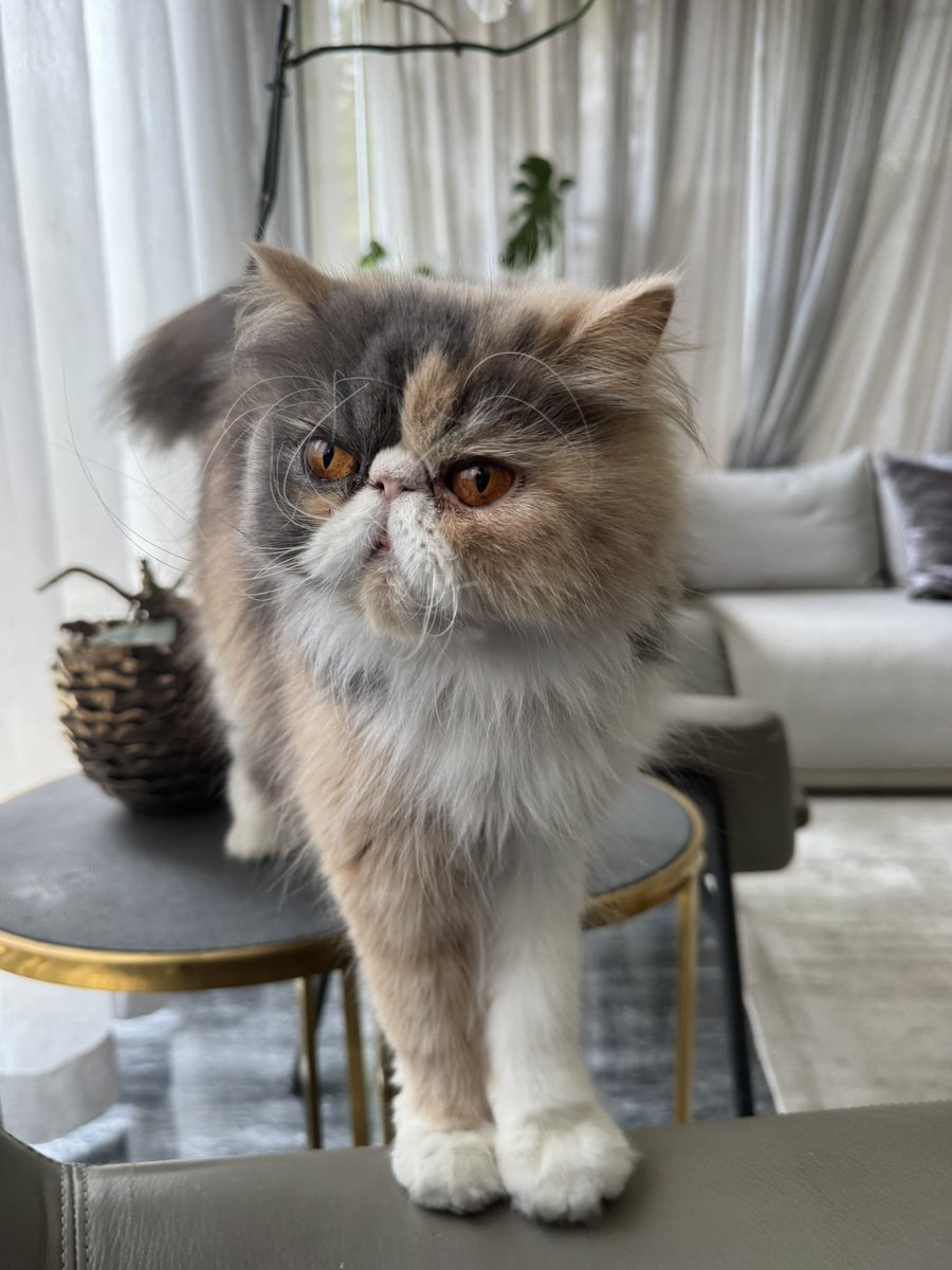 LuiguiDaKid's tweet photo. Ya no cabemos… 🐈 🐈‍⬛ 😼 🐶 https://t.co/lVas6dsSsY