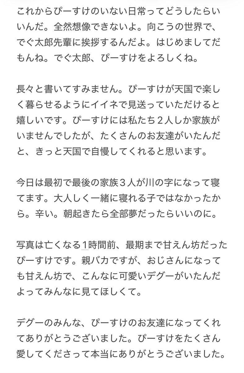 デグーのぴーすけ tweet media