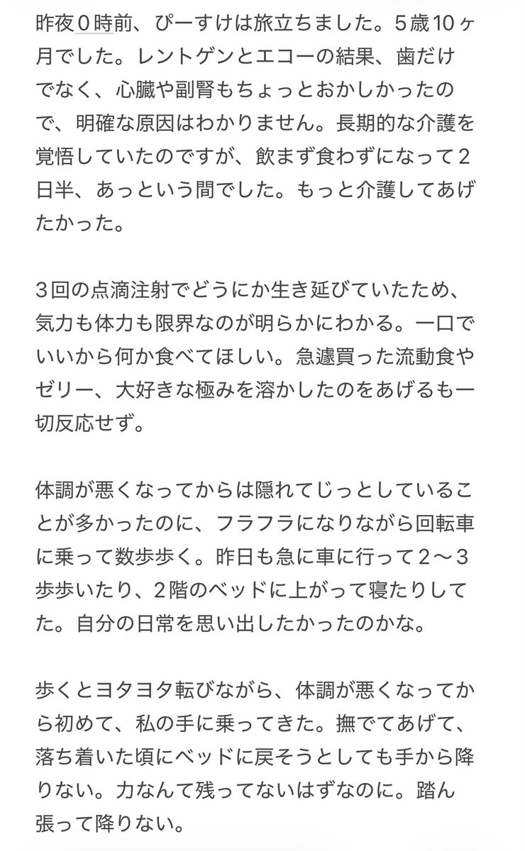 デグーのぴーすけ tweet media