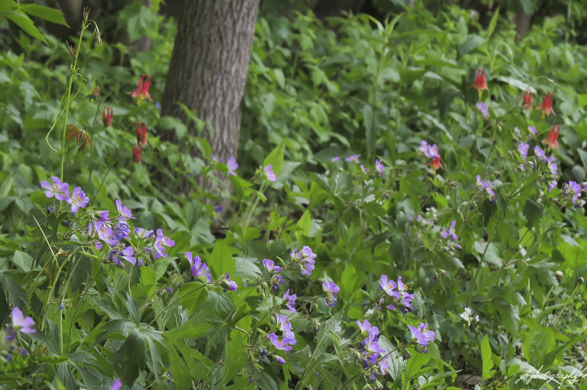 JB's Native Garden🦋 tweet media