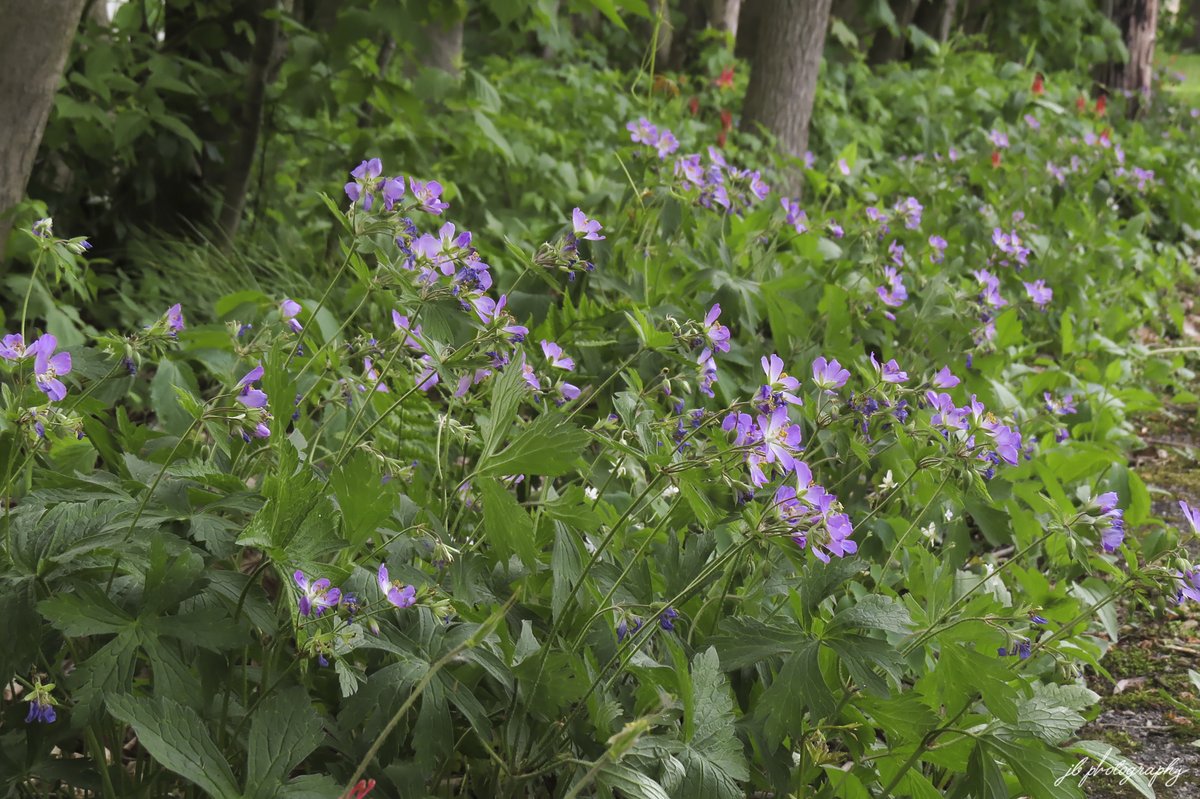 JB's Native Garden🦋 tweet media