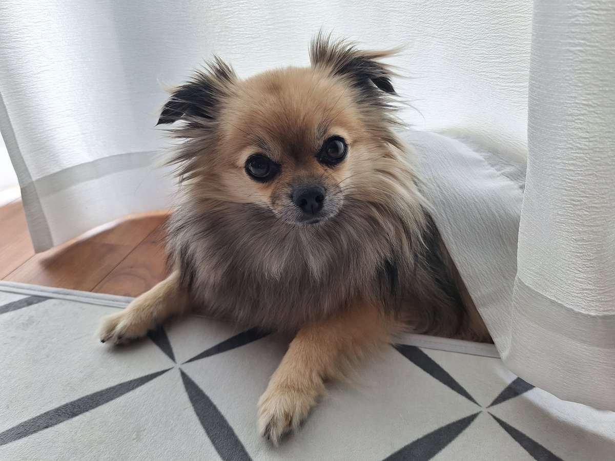 0817Rin's tweet photo. カーテンを布団にして寝る犬 https://t.co/7Vh8LIUHww