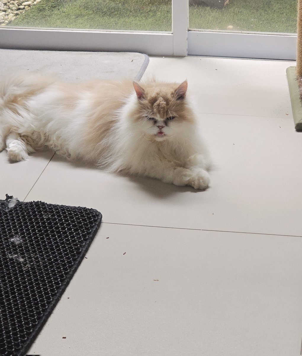 majikan kucing tukang marah tweet media