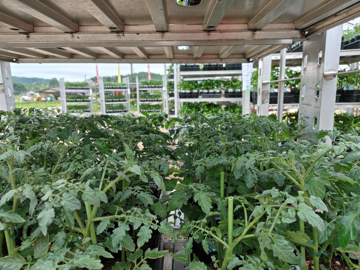 ginchan_0403's tweet photo. こんにちは🤗
あっという間に5月も後半、野菜苗の出荷も大きいポット苗に変わり、それも終盤。さぁ、今年の旅行はどこにする？😊 https://t.co/Rv0aqkcr9x
