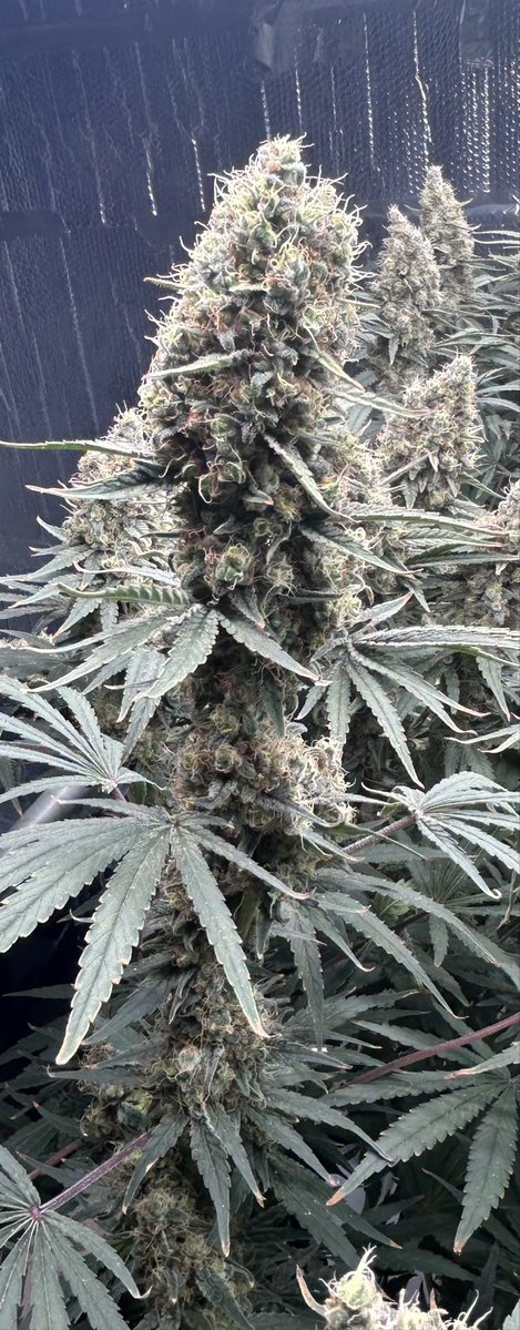 thecannalife420 tweet media