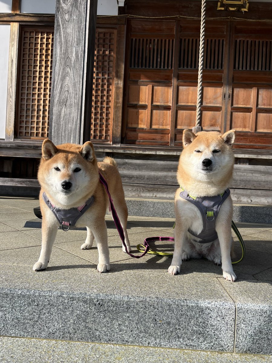 ゆず9🐾ぽんず6🐾 (@jajagi7jajagi) / Posts / X