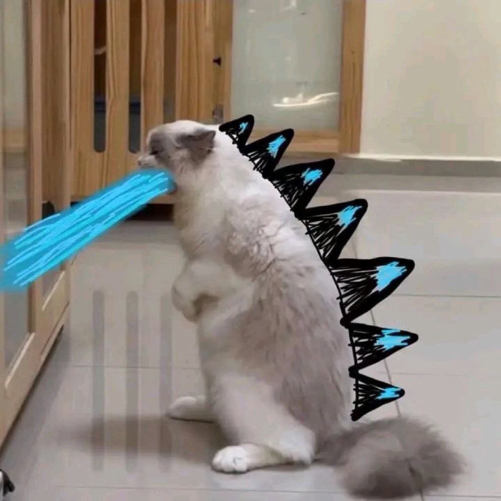 gatos fazendo gatices tweet media