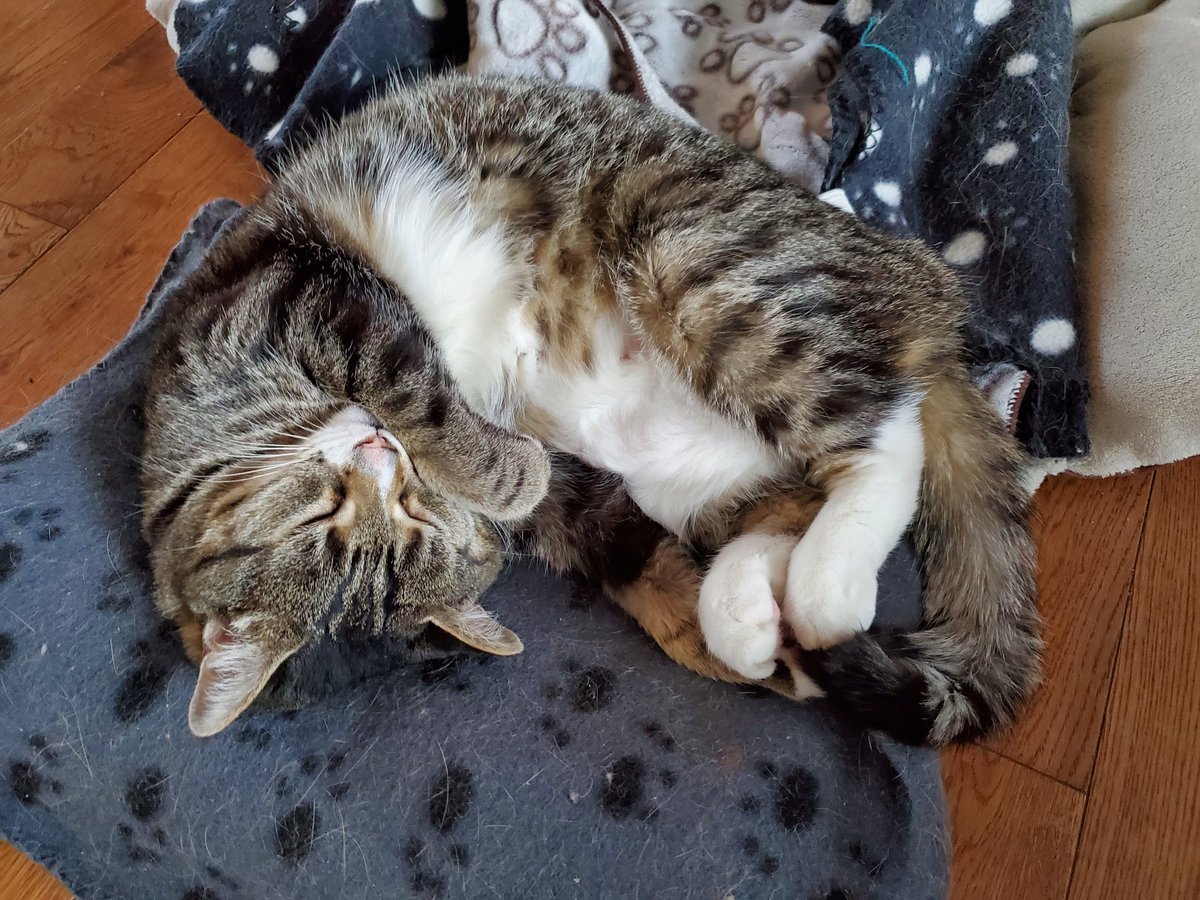 Kaiylia 🌕🐇 fan - Ginger Kitty tweet media
