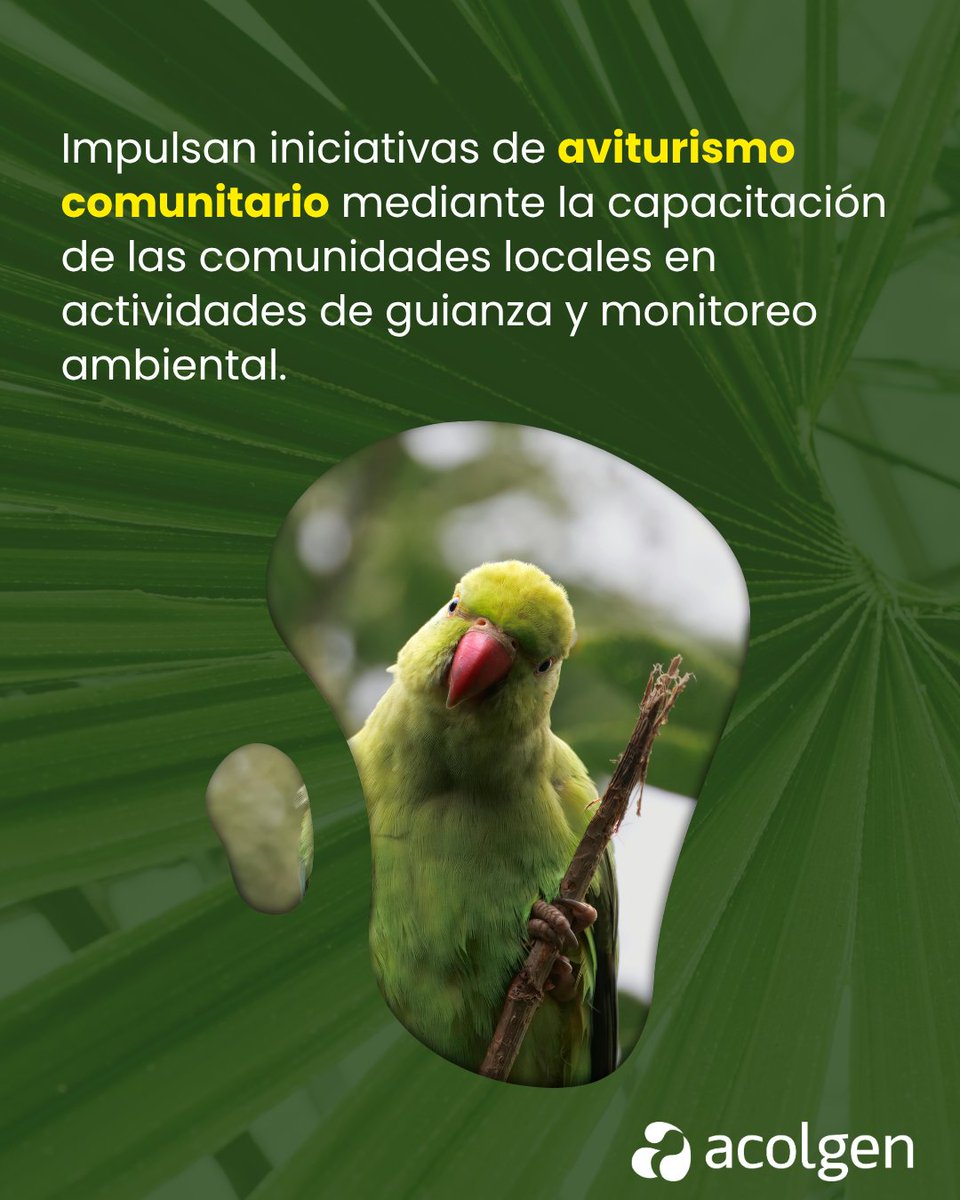 Acolgen's tweet photo. Hoy, en el Día Internacional de la Diversidad Biológica, reafirmamos nuestro compromiso con la conservación, restauración y protección de los ecosistemas estratégicos del país. 🌿 https://t.co/Y4wuMNPNy0