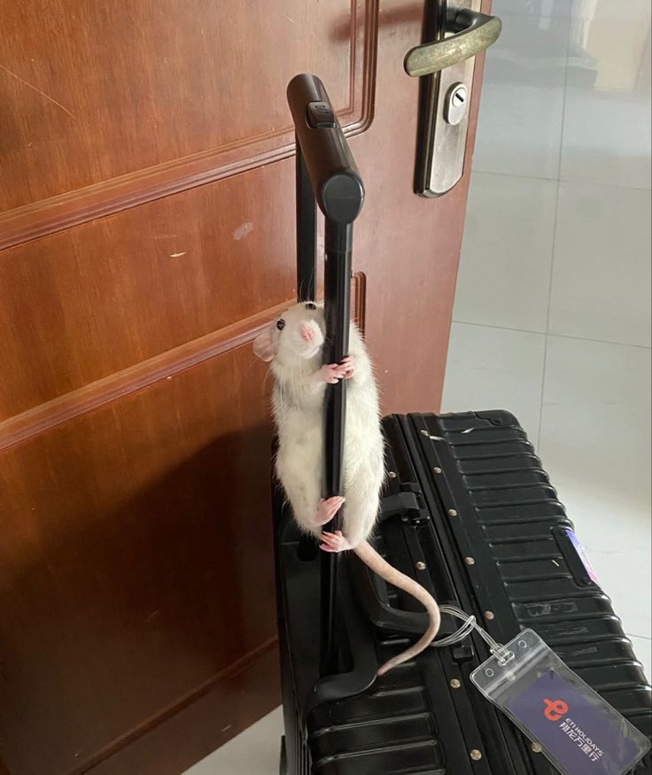 쥐배자 tweet media