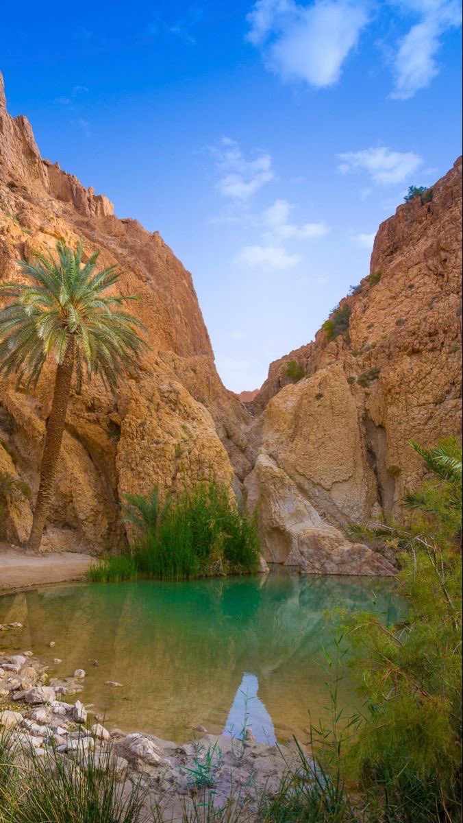 aseelswaid9's tweet photo. The beauty and diversity of nature in Tunisia https://t.co/OkHGvdjWl2