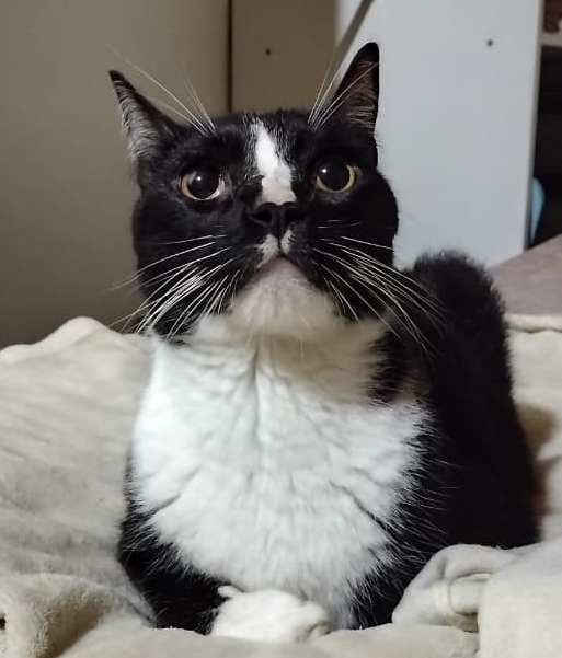 PicassiDraw's tweet photo. Pomelo se parece a mi gato morcilla  wtf https://t.co/kRRHR74GzJ