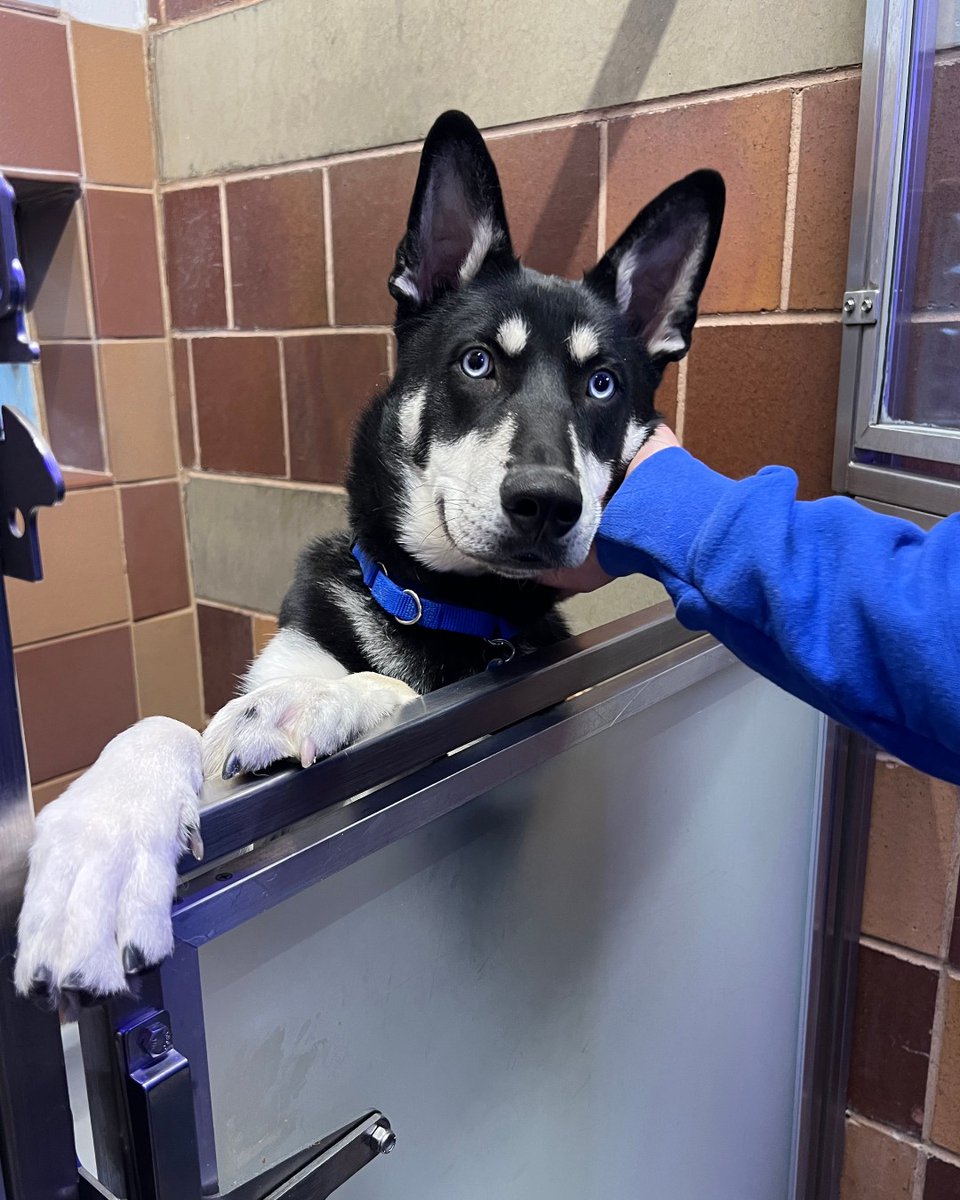 North Shore Animal League America tweet media