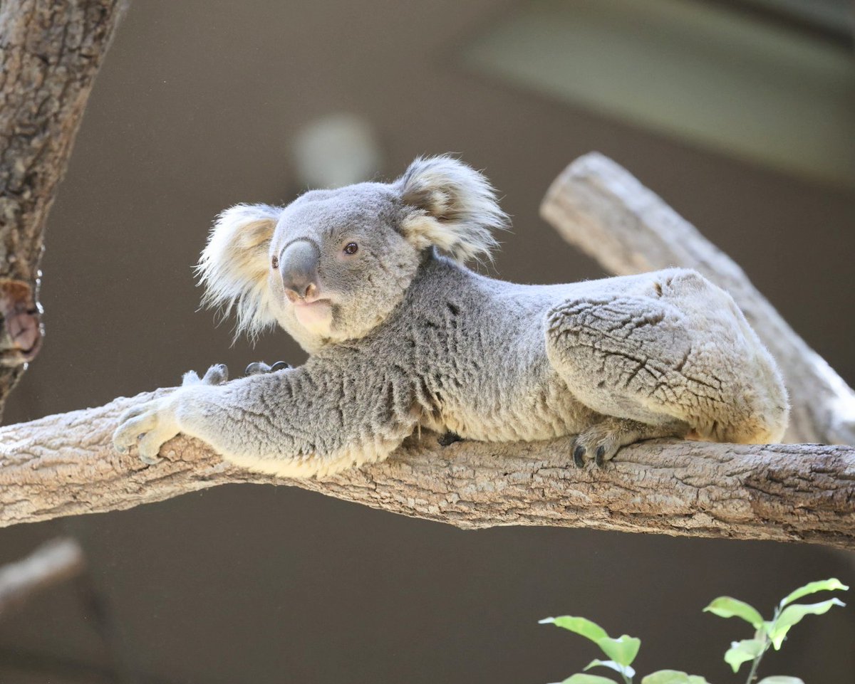 コアラ 寝そべりスカイくん🐨 ＃東山動植物園 ＃コアラ