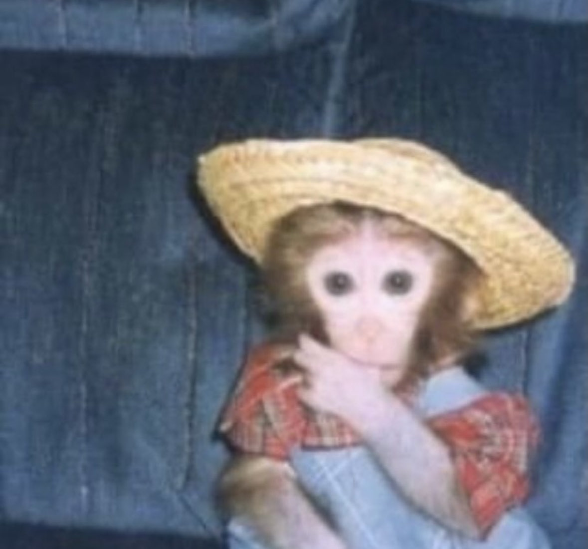 monke tweet media