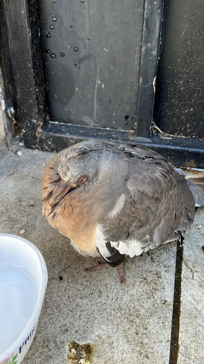 minabaking's tweet photo. today i rescued a dying pigeon from the middle of the road he is now at a wildlife rehabilitation center goodbye pidgey our friendship was as profound as it was short lived https://t.co/JJcy4NmY0d