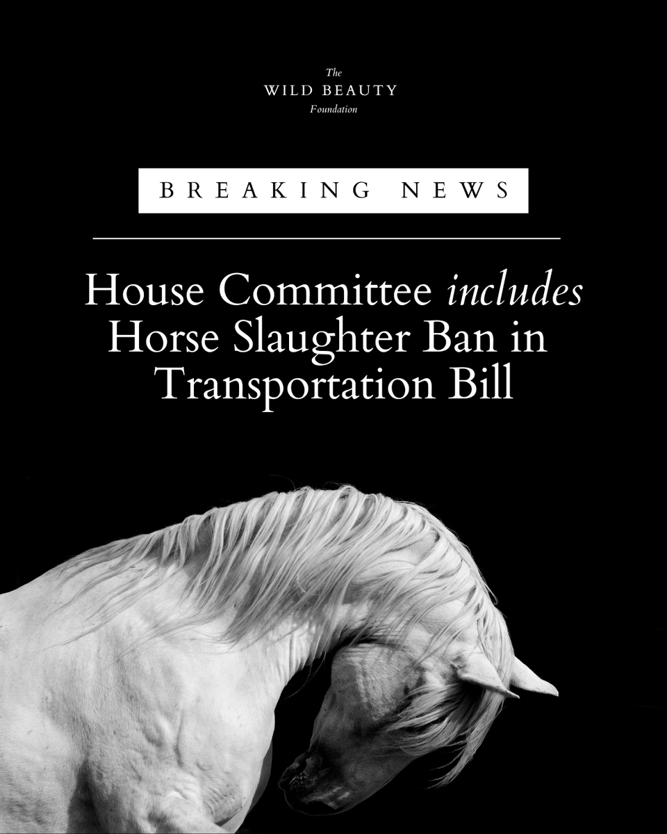 wildbeautyorg's tweet photo. BREAKING NEWS for America’s horses.

Today, the House Transportation & Infrastructure Committee advanced legislation containing core SAFE Act protections prohibiting the transport of equines destined for slaughter.

This is a major federal step toward ending the slaughter pipeline.

But the fight is not over. The language must now hold as the bill advances to the House floor.

Take action NOW:
https://t.co/6WuDAEARMl
#TheLostHorses #SAFEAct

https://t.co/VIbsXpO6fa