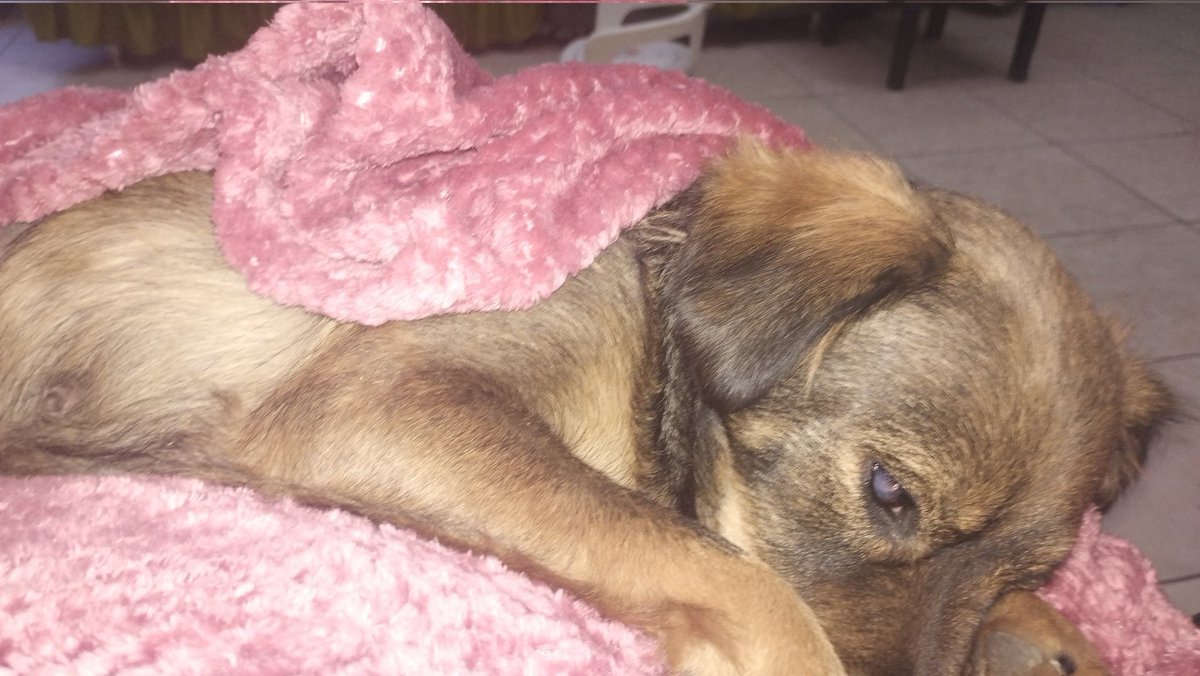 GStewam's tweet photo. she got her operation~ starting her recovery https://t.co/6uR8Cavhgz