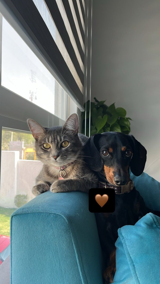 taniapd7's tweet photo. A Mikasa la dieron en adopción porque vivía con una señora que tenía más de 30 gatos 🥺 llegó super flaquita y débil. Ahora es feliz con su hermanito Goyo. 🐱🐶❣️ https://t.co/5TSRGbIxxB