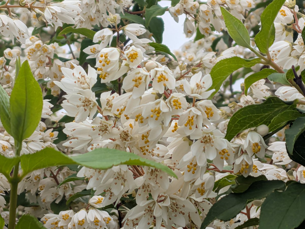 JCPhigatoko's tweet photo. 怒髪天の花木を見つけました。憲法守ろう。戦争イヤだ。 https://t.co/99YDAYZJTg