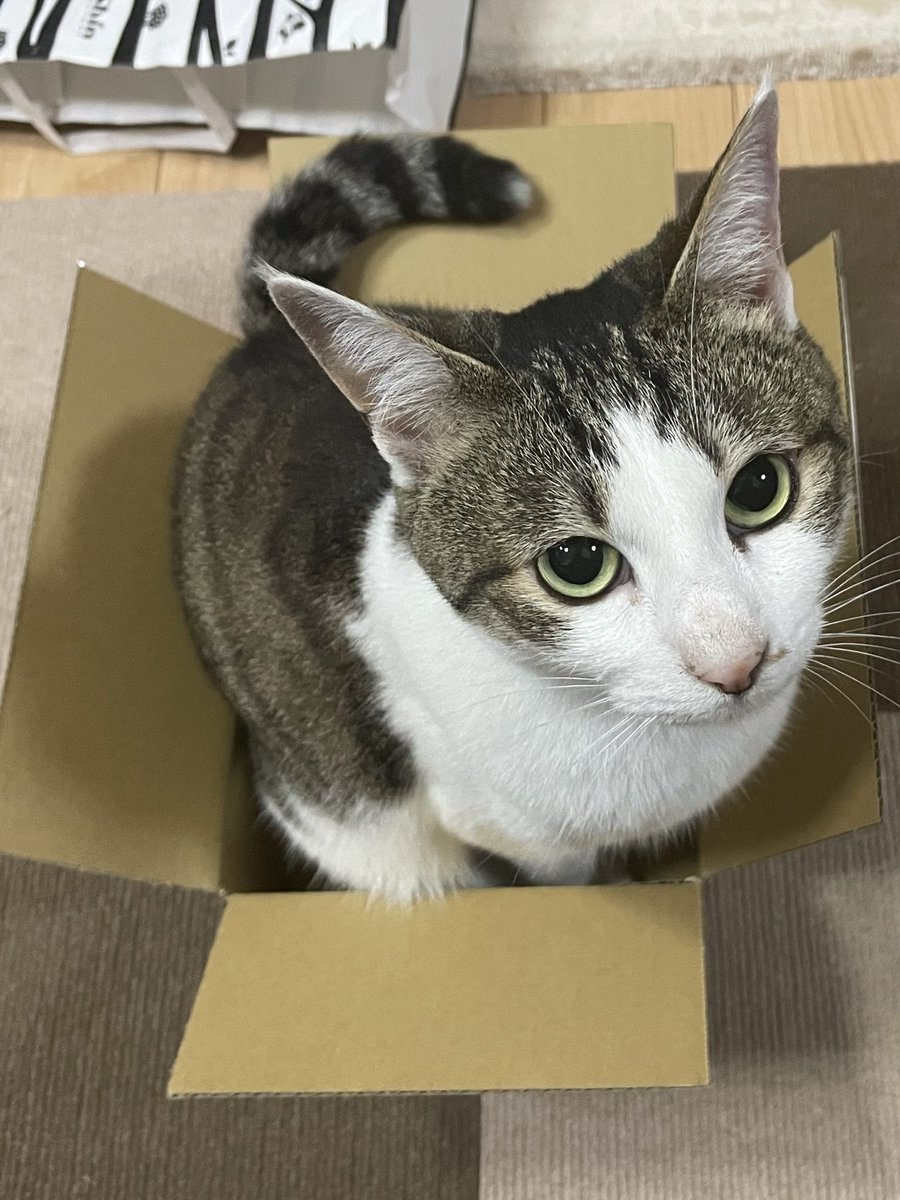 Horuruton's tweet photo. 茶々ぬいの入ってた段ボールに入るミャウたす https://t.co/fZUTqv7XVR