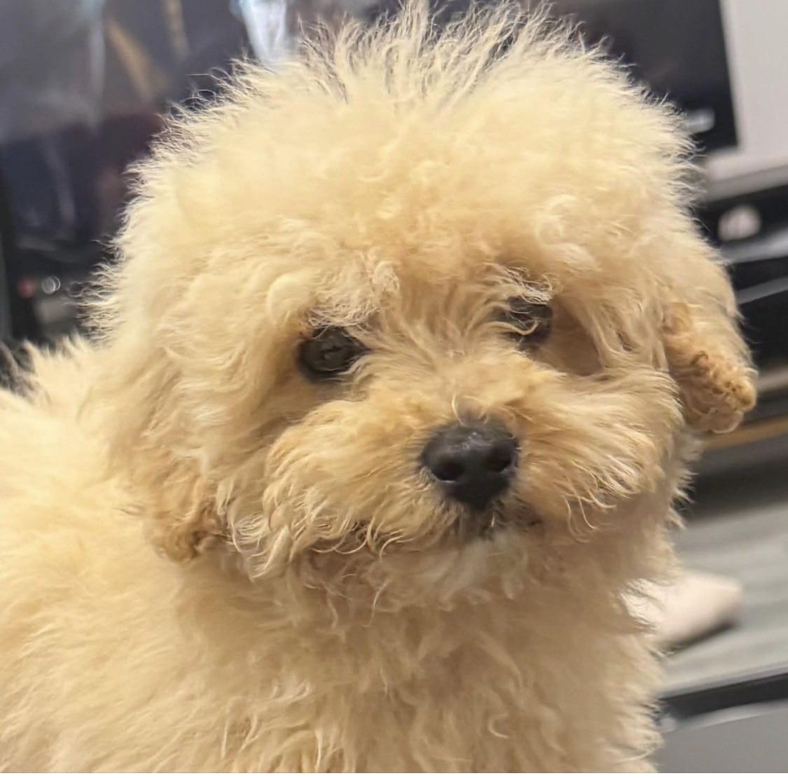 MakeChipsCount to Reunite Pets tweet media