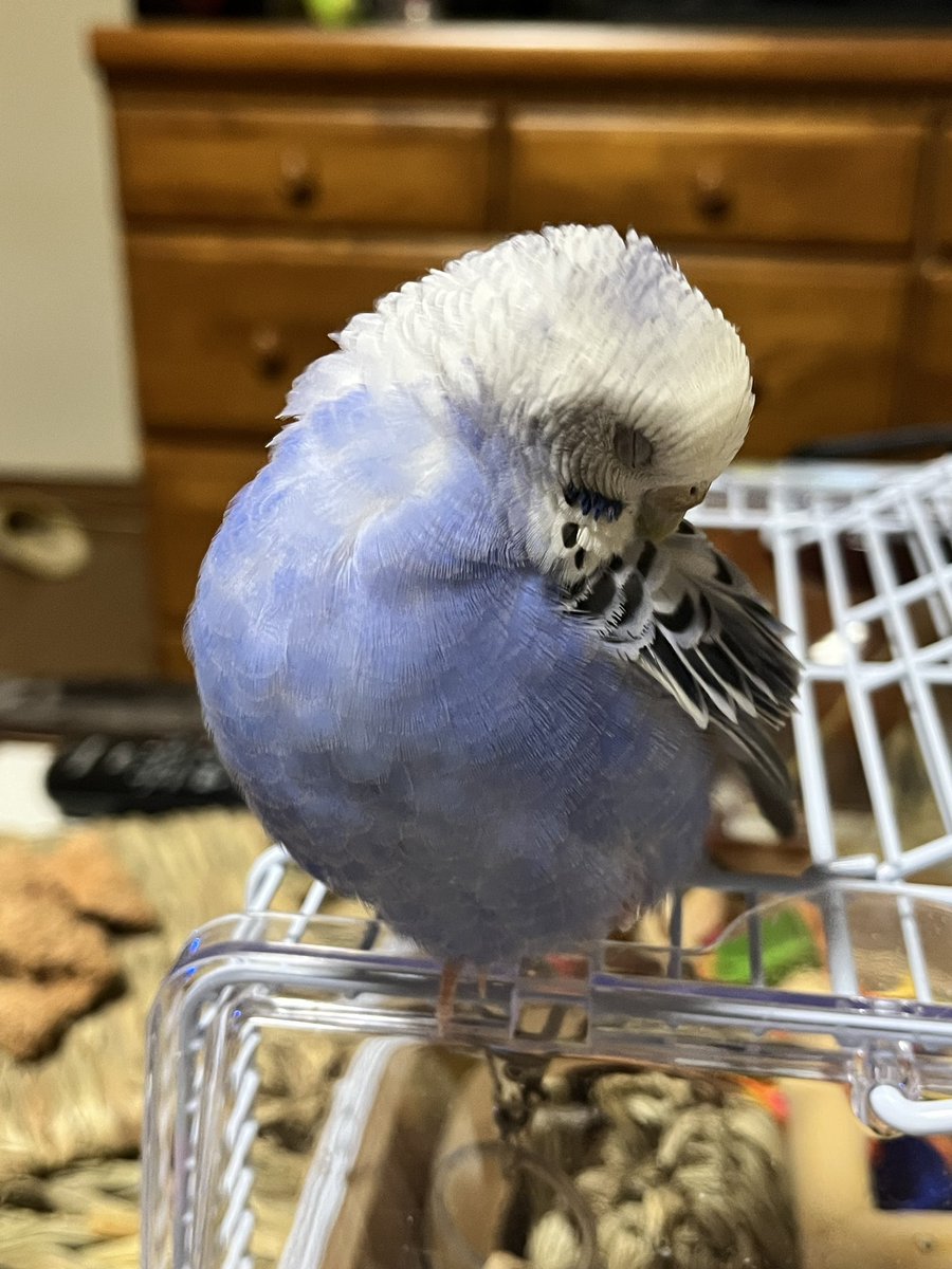 Dominique(ドミニク又はドミ肉) tweet media