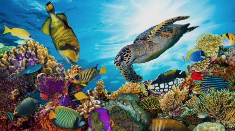 MarthaluzCadena's tweet photo. #DiaMundialdeLaBiodiversidad
Todo está conectado en el planeta 🌎🌍🌏

#BuildBackBiodiversity