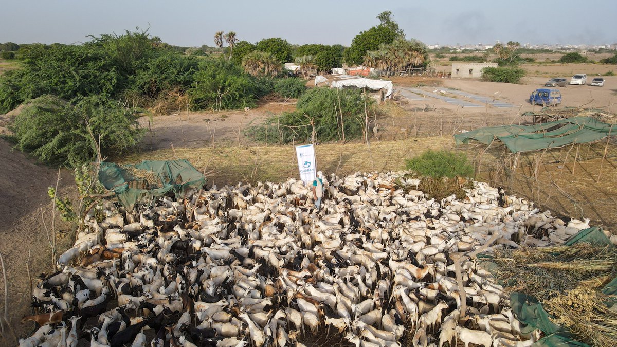 purehands2's tweet photo. Your Qurbani is Here! 🐐💙 We are officially at the supply and inspection stage.

Our teams are currently conducting inspections and veterinary screenings to ensure the animals meet all Islamic guidelines and health standards.

🔗 Donate Your Share: https://t.co/SL0L86I9rE https://t.co/jC8insxtiK