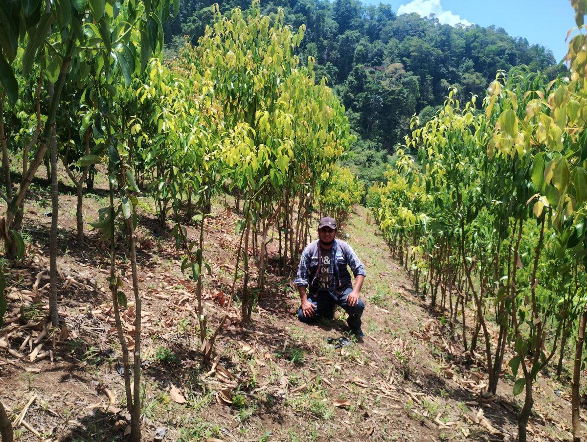 MagaGuatemala's tweet photo. #AltaVerapaz | Se realizó una visita técnica a los integrantes del #CADER Sesamat, con el objetivo de evaluar la comercialización de canela y pimienta en coordinación con el Programa Mundial de Alimentos, con el cual se busca beneficiar de manera directa a 18 familias productoras, abriendo canales de venta sin intermediarios que aseguren ingresos dignos y promuevan el desarrollo económico de las comunidades rurales. 🌱