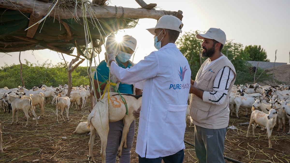 purehands2's tweet photo. Your Qurbani is Here! 🐐💙 We are officially at the supply and inspection stage.

Our teams are currently conducting inspections and veterinary screenings to ensure the animals meet all Islamic guidelines and health standards.

🔗 Donate Your Share: https://t.co/SL0L86I9rE https://t.co/jC8insxtiK