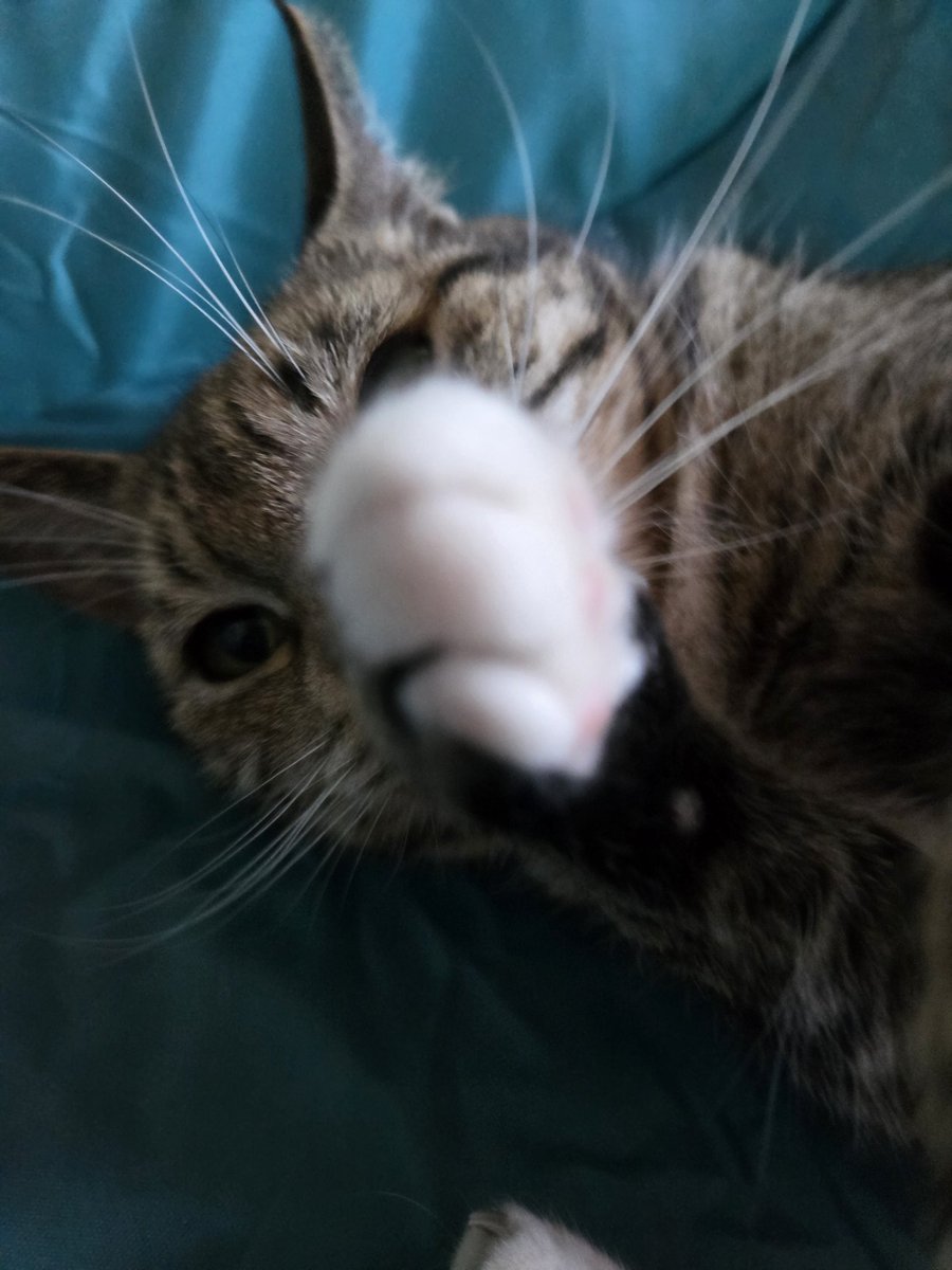PurrkourCat tweet media