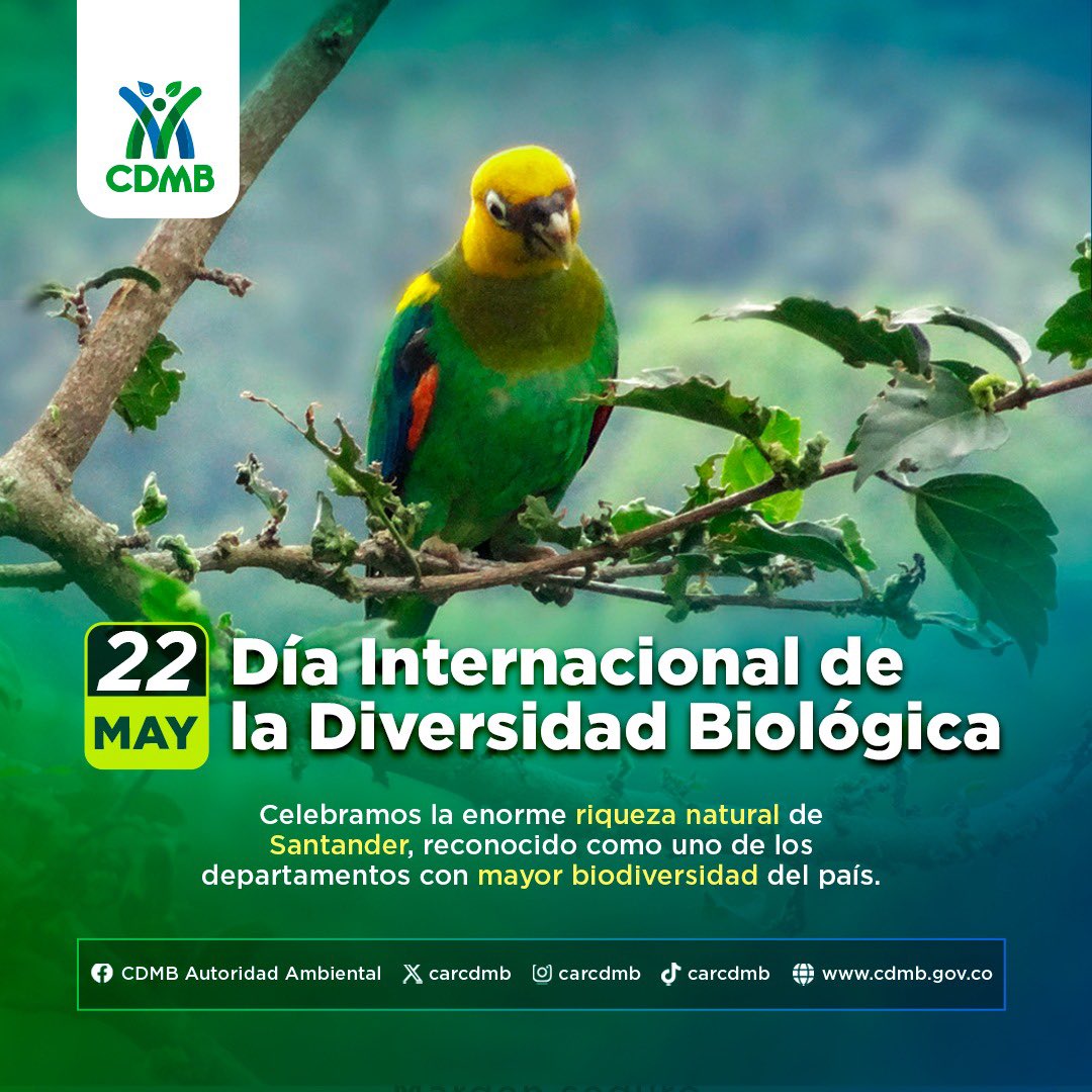 CDMB tweet media