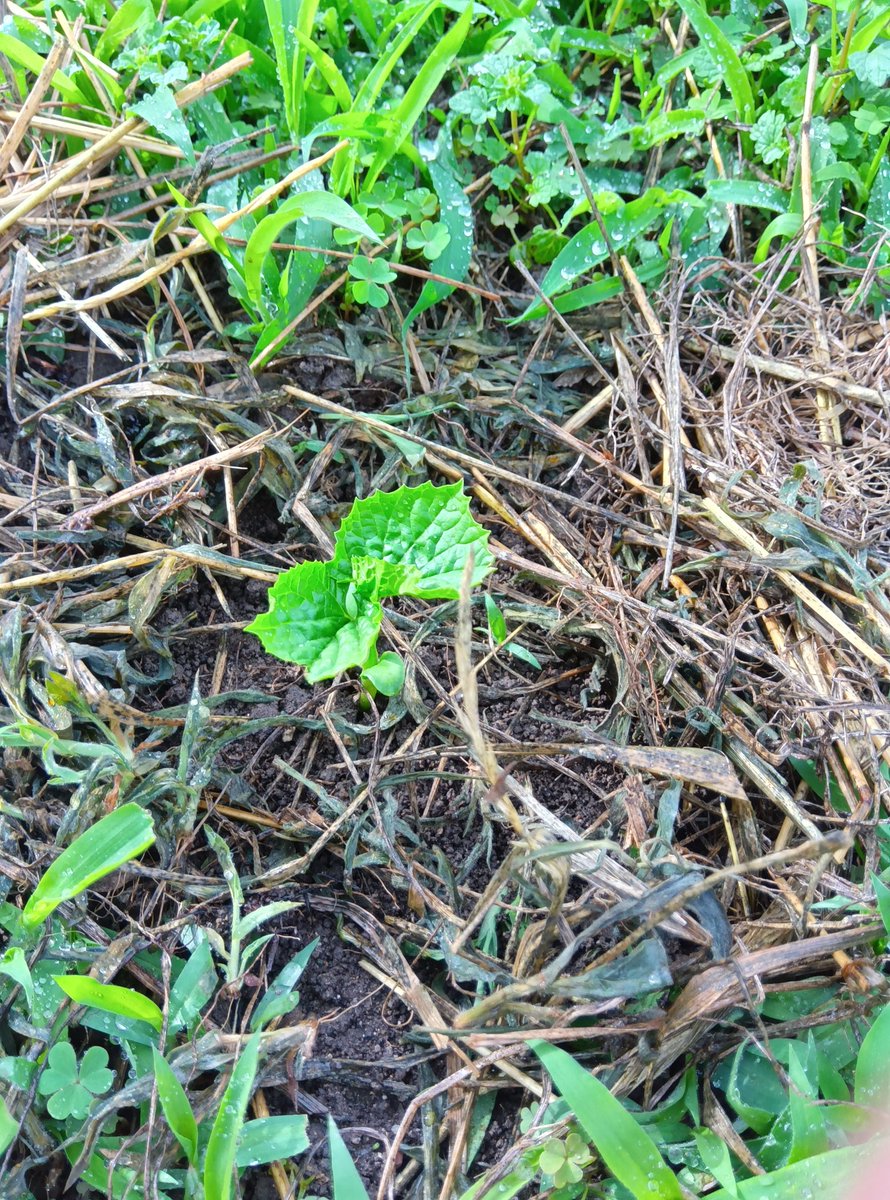 ヨシぞう 畑の問題児🐛🌿🫑🥦 tweet media