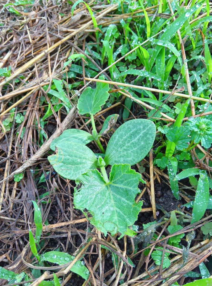 ヨシぞう 畑の問題児🐛🌿🫑🥦 tweet media