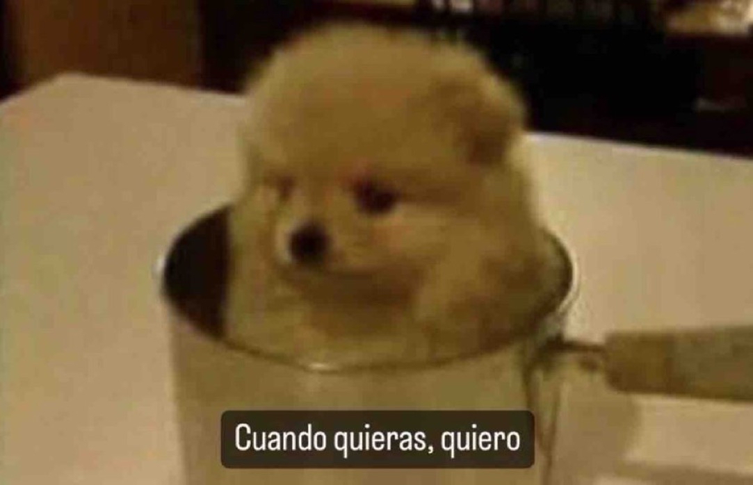 El Guarromántico tweet media