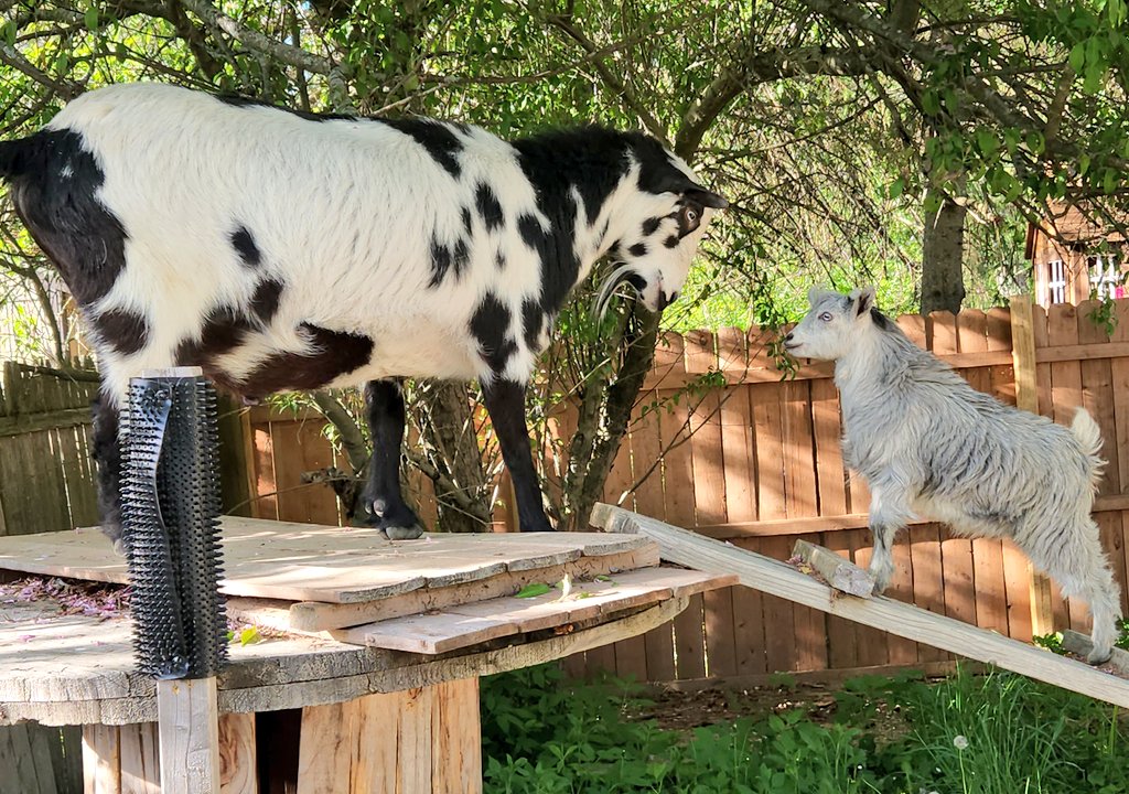 🐐Winston🌈Thatcher🌈Domino, Walnut, Jasper🐐 tweet media